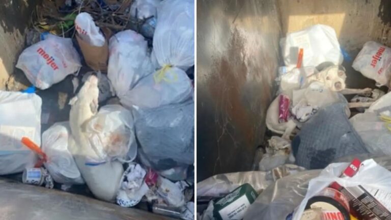officers rescue dumpster pup