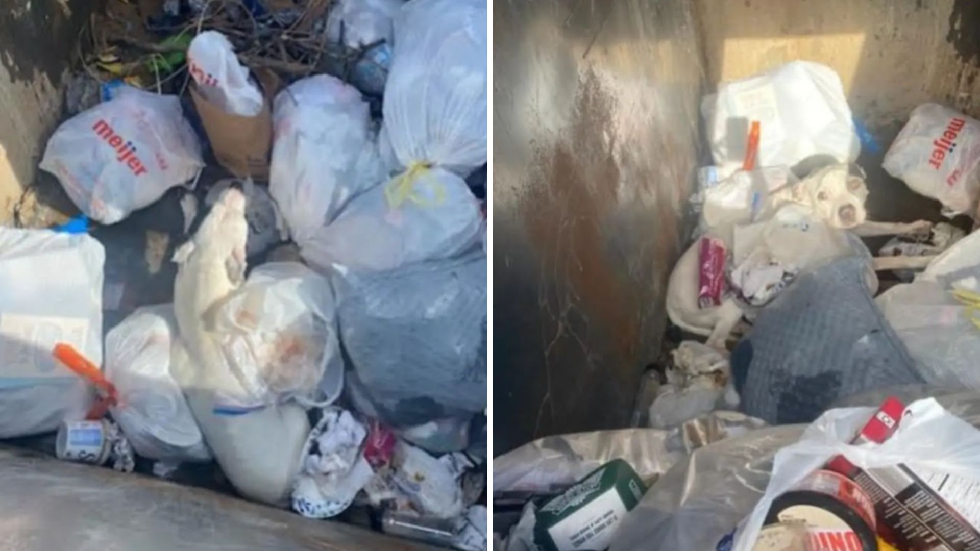 officers rescue dumpster pup
