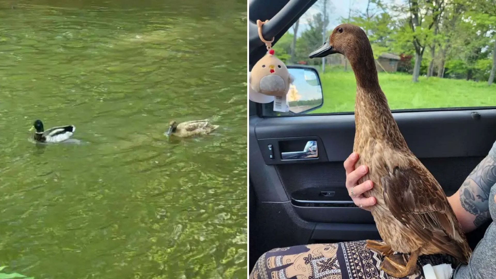 duck
