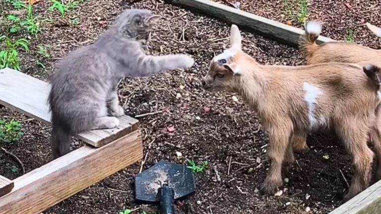 cat playing with a goat