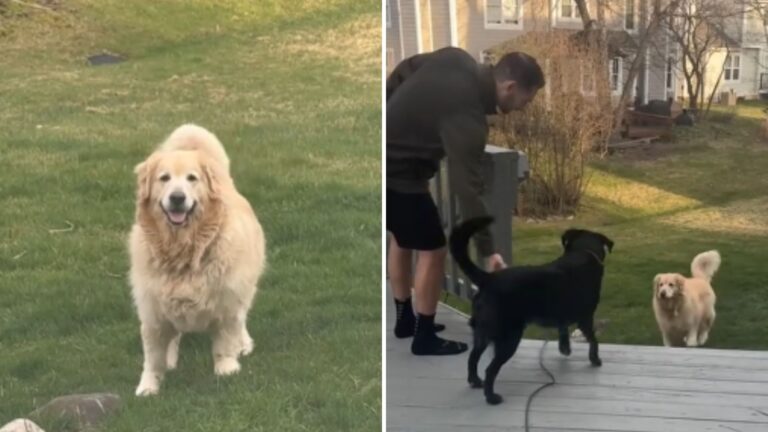 dog calling his friend for a playdate