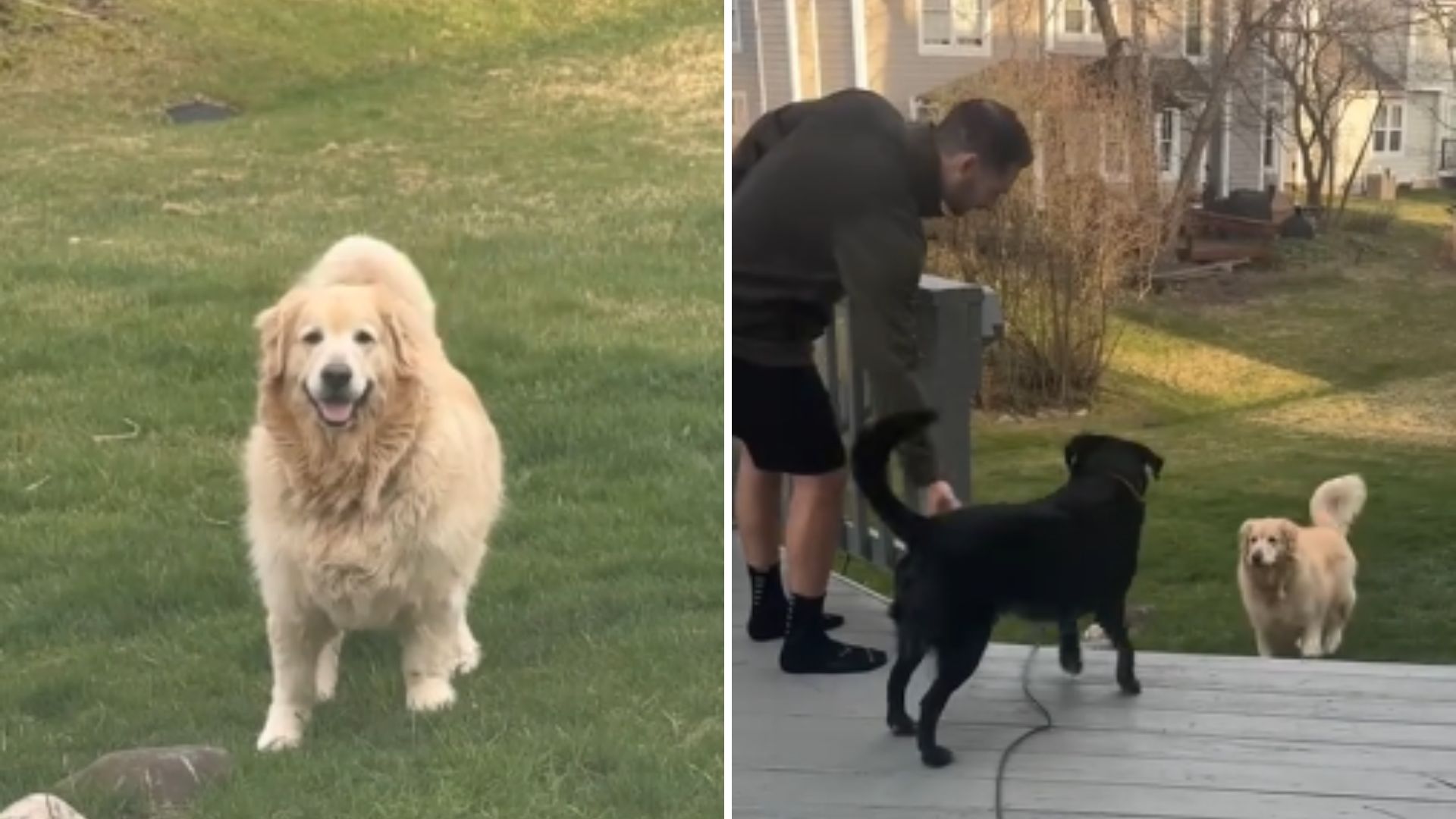 dog calling his friend for a playdate