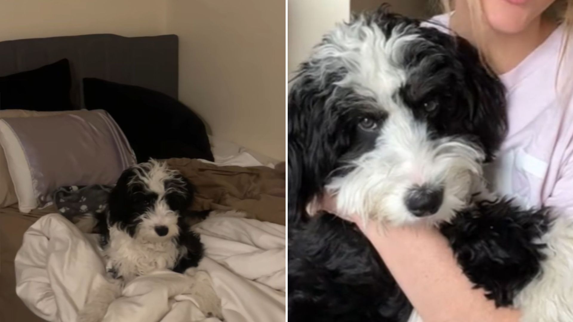 woman takes dog to daycare