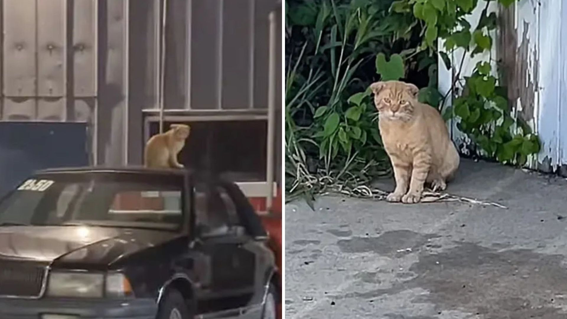 woman savesn cat with crumpled ears