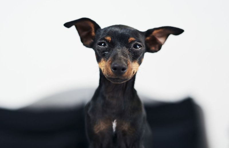 Toy Fox Terrier