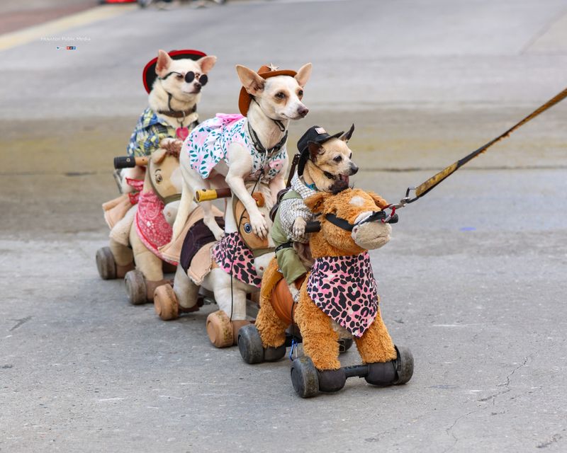 Chihuahua