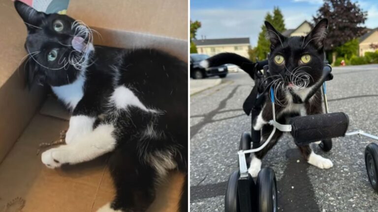 disabled cat