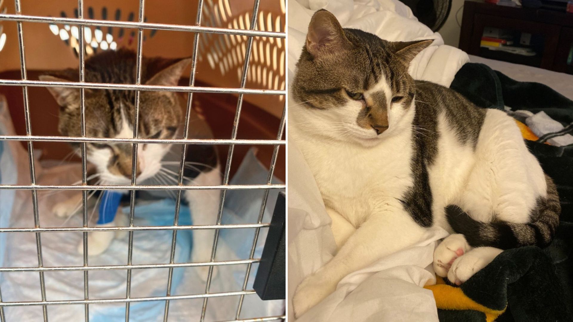 cat with severe illness
