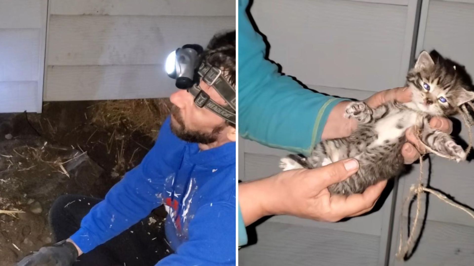 kittens under a porch
