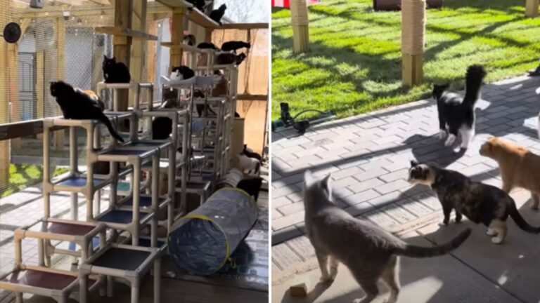 rescued cats