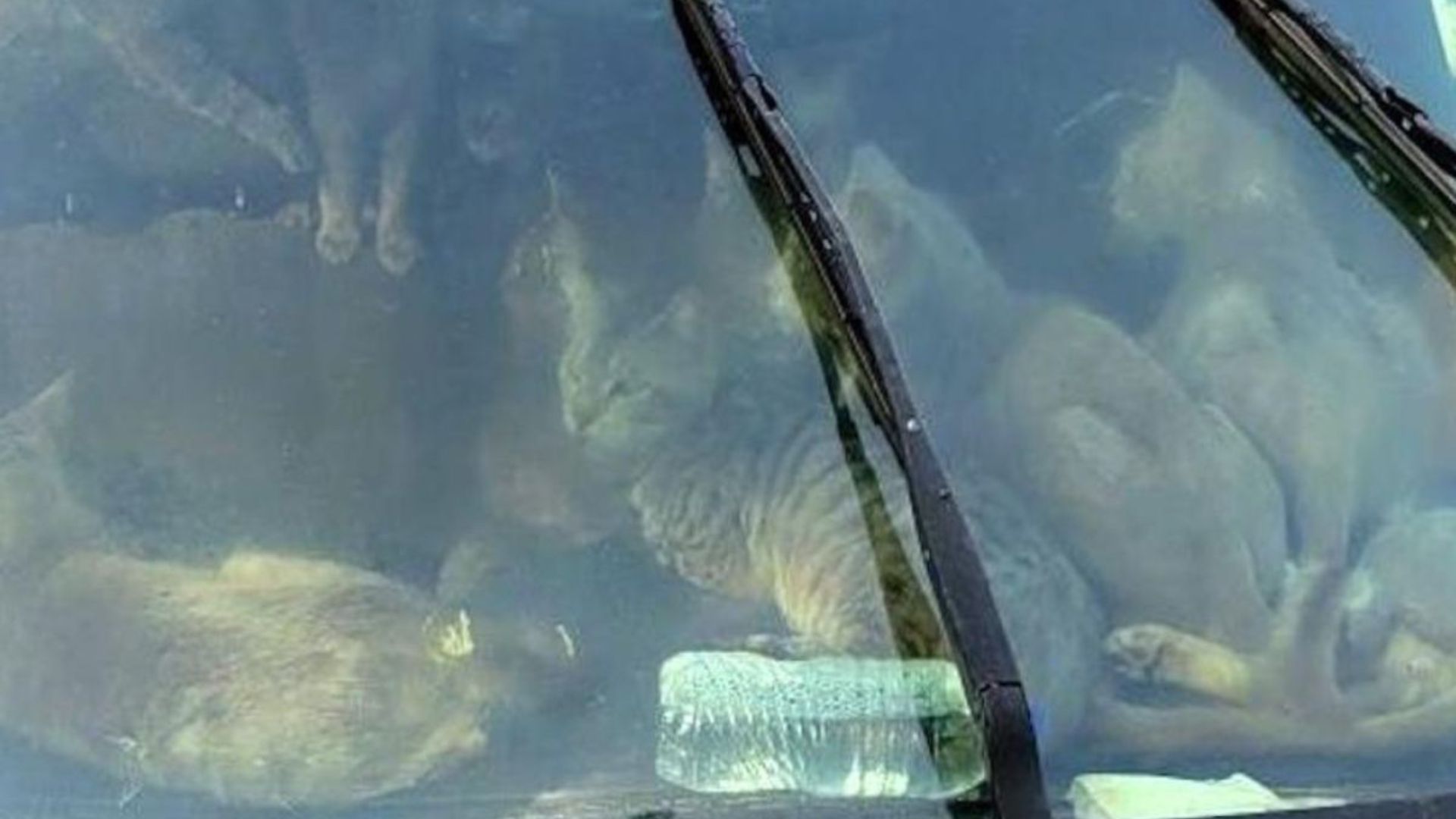 Minnesota Rescuers Freeze In Shock After Finding Over 40 Cats Trapped In A Car During Heat