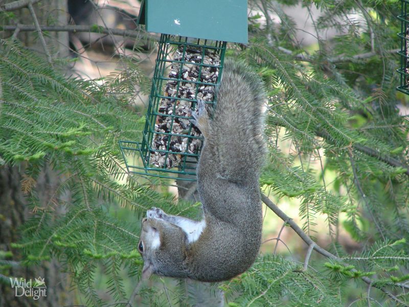 Bushy-Tailed Eastern Gray Squirrels