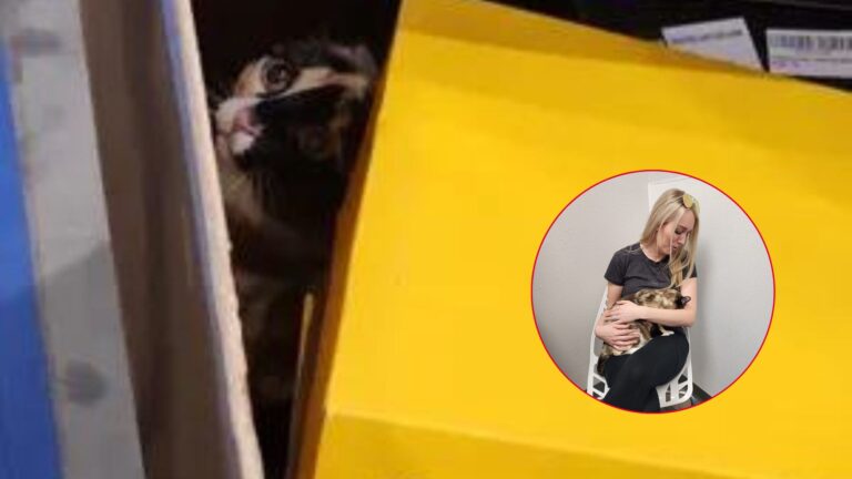 cat in amazon box