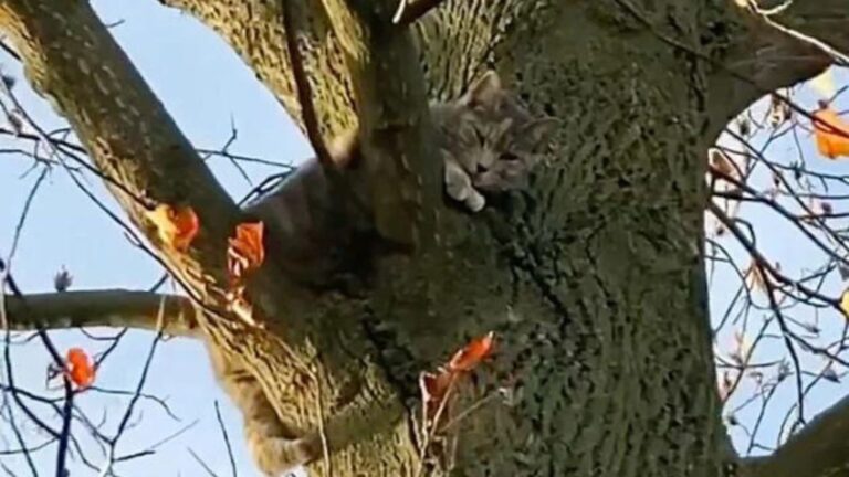 cat stuck in a high tree