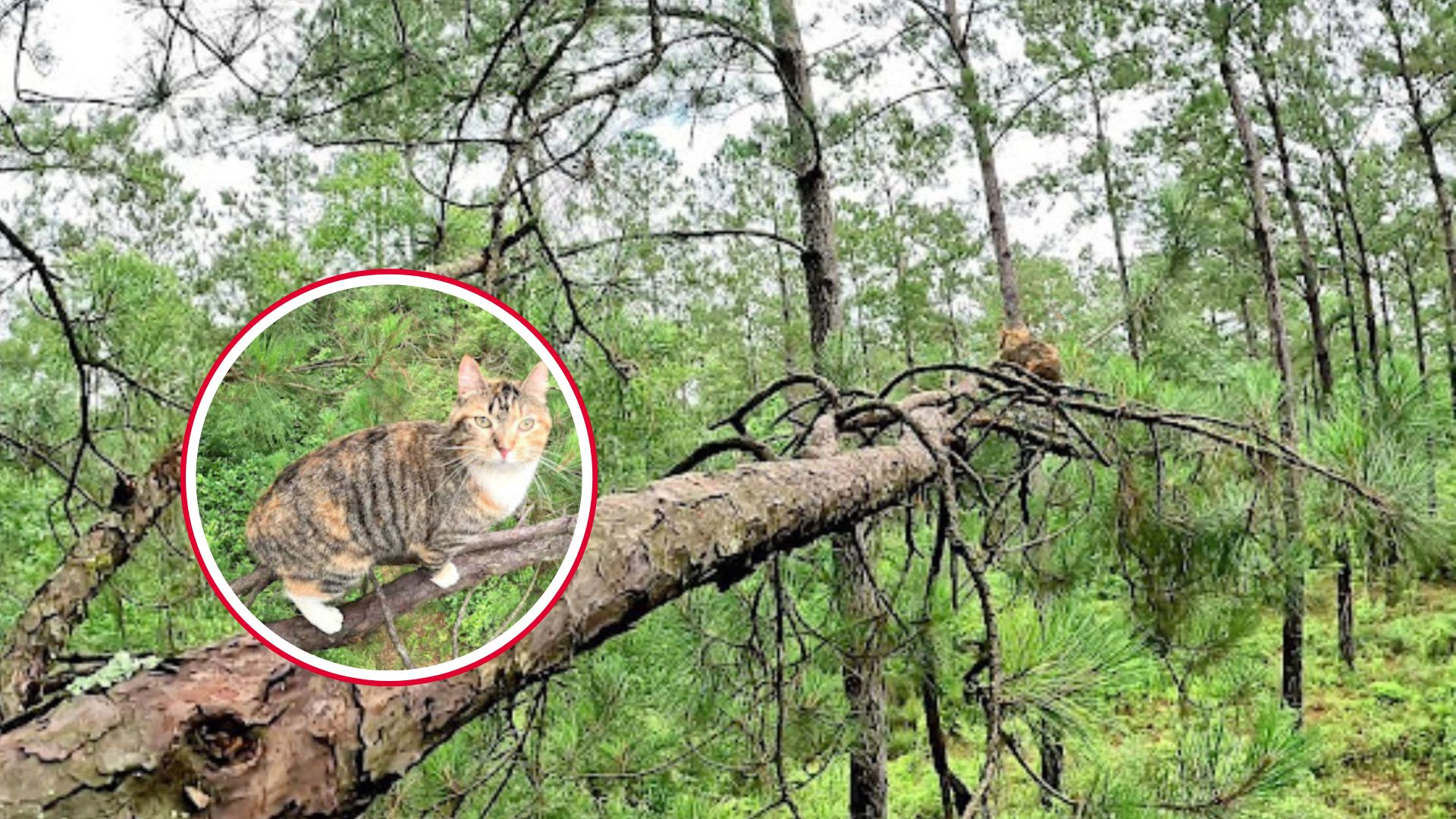 cat stuck in tree