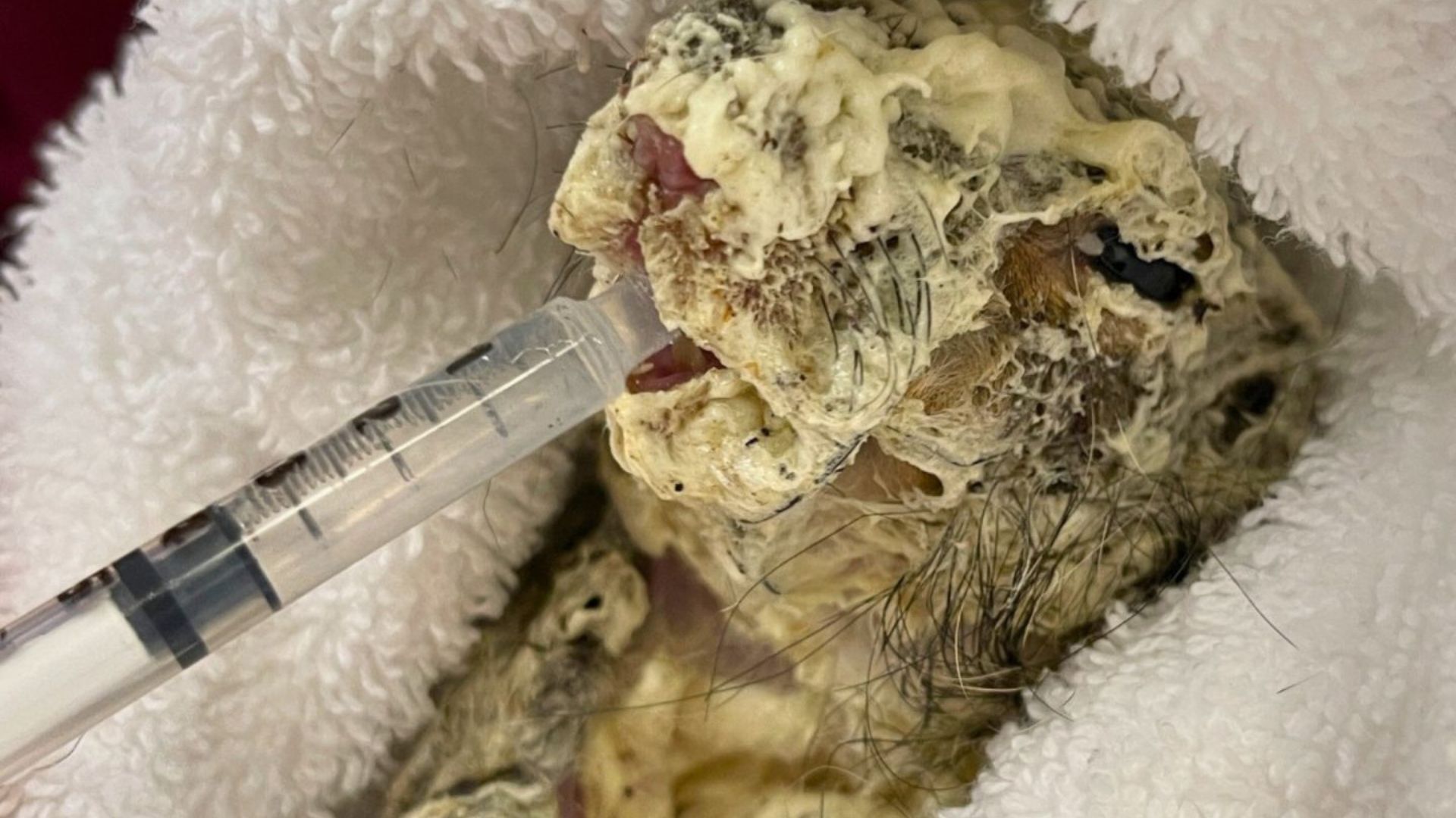 squirrel trapped in insulation foam