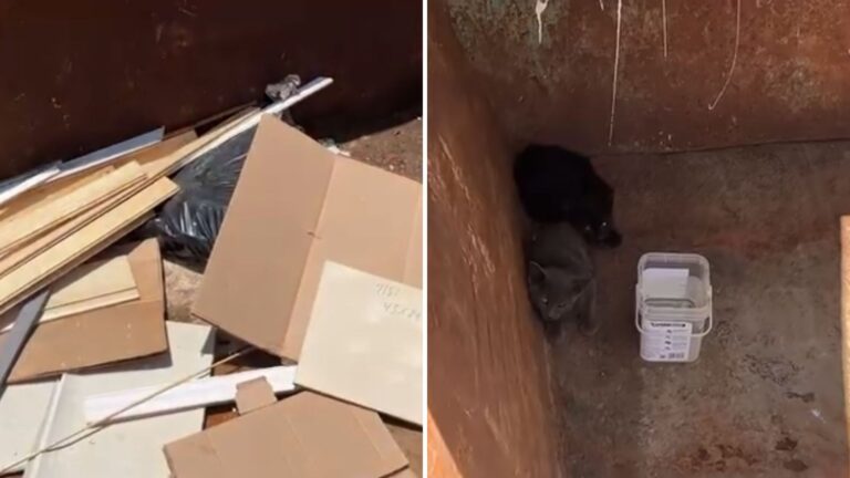 kittens found in dumpster