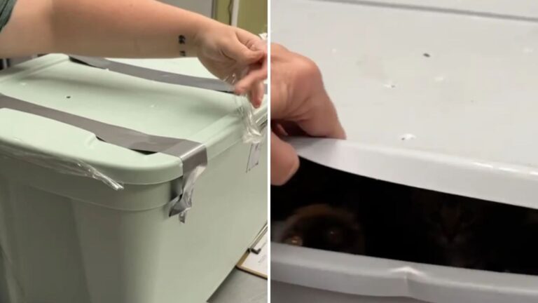 bins full of kittens