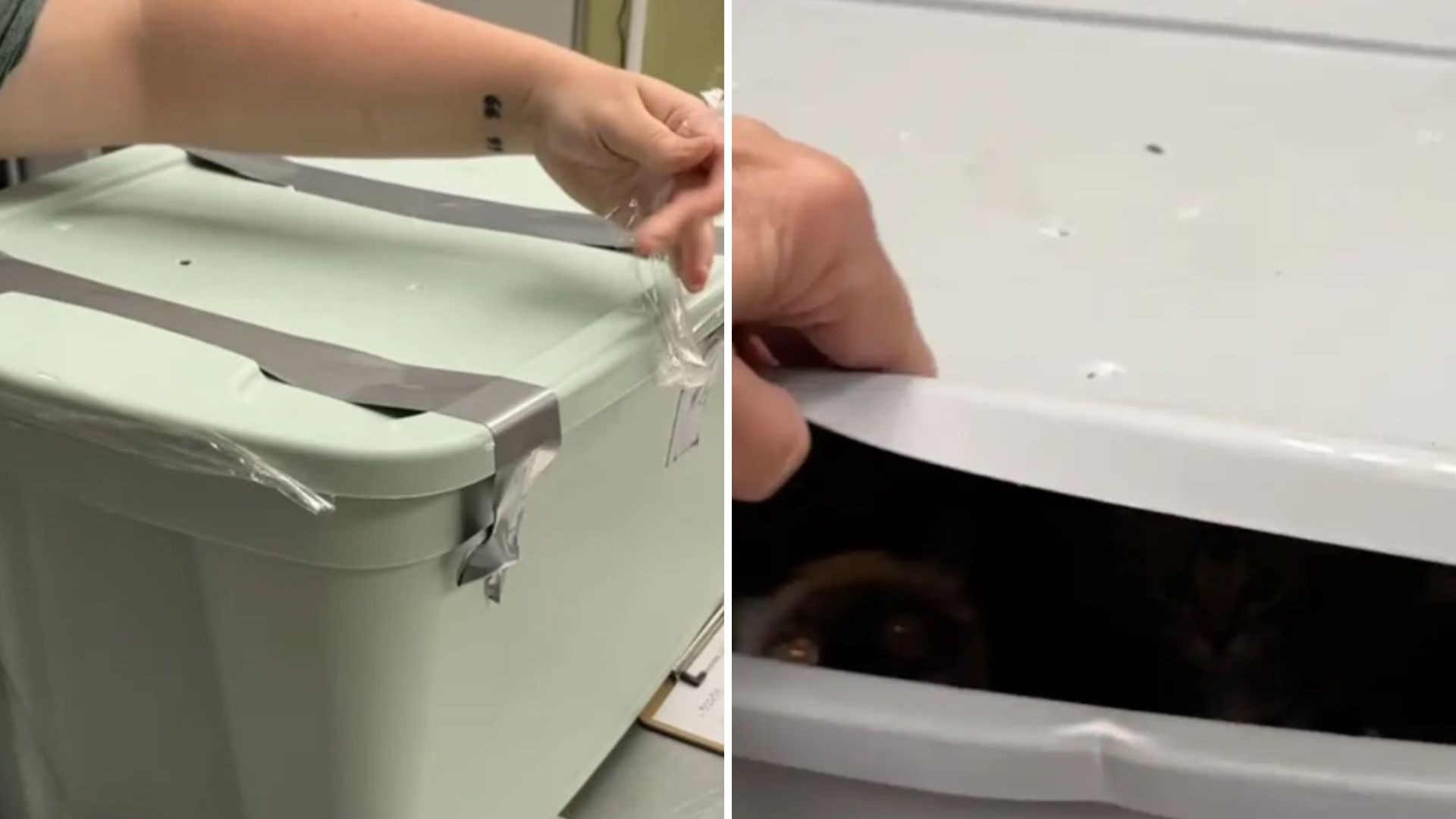 bins full of kittens