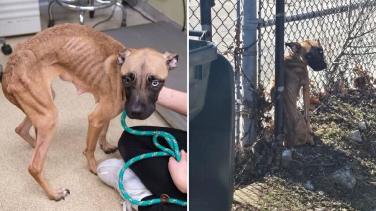 Missouri Rescuers Discover Starved Dog Tied Up Near Deserted School