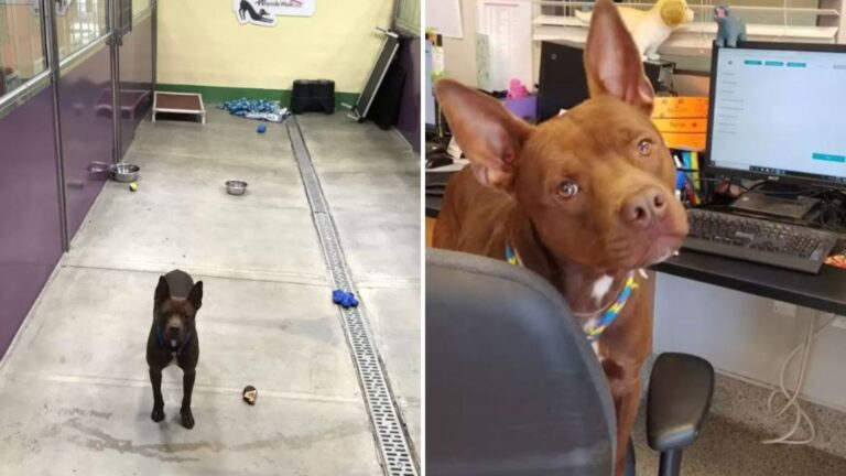shelter pittie