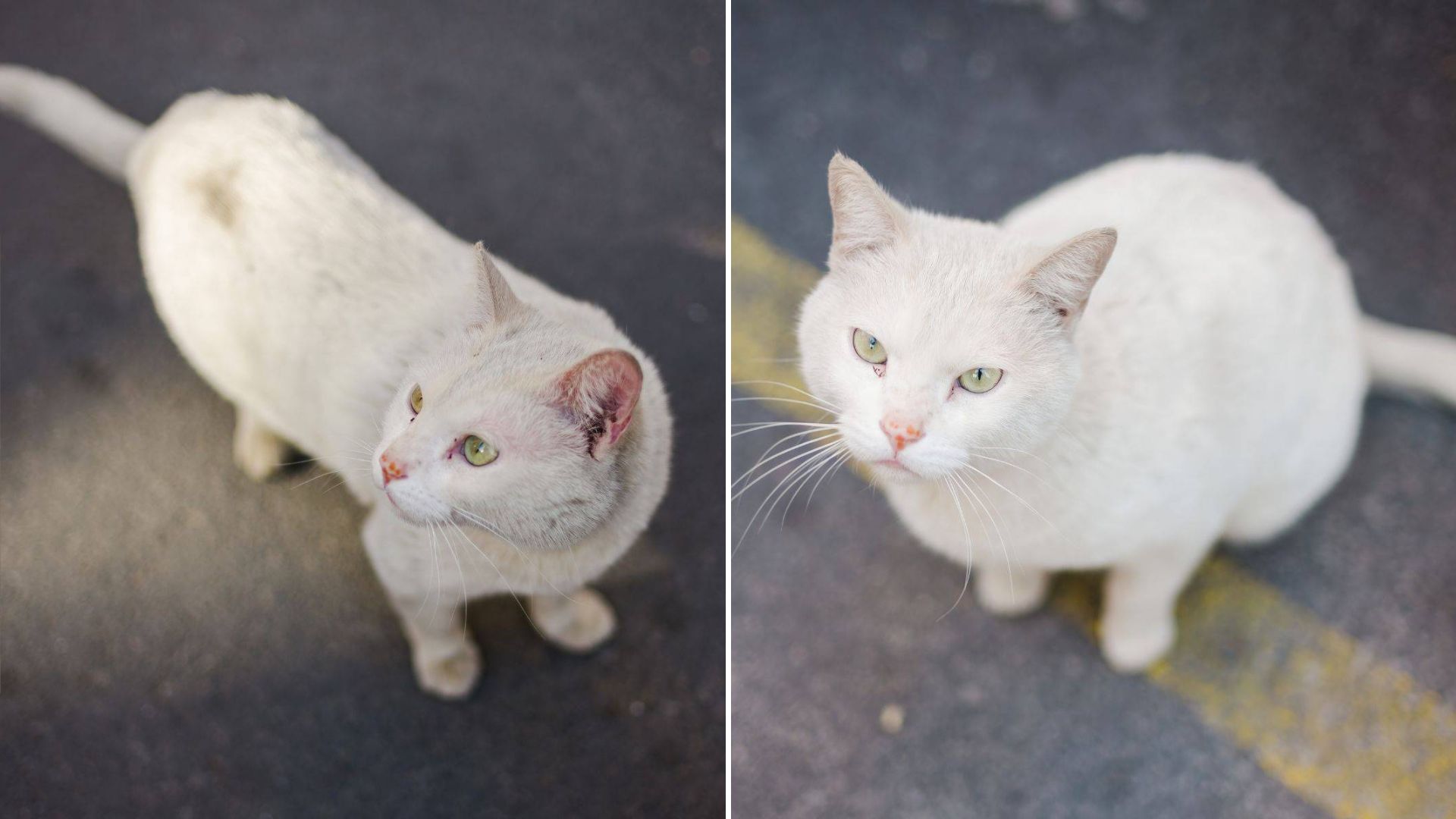 white cat