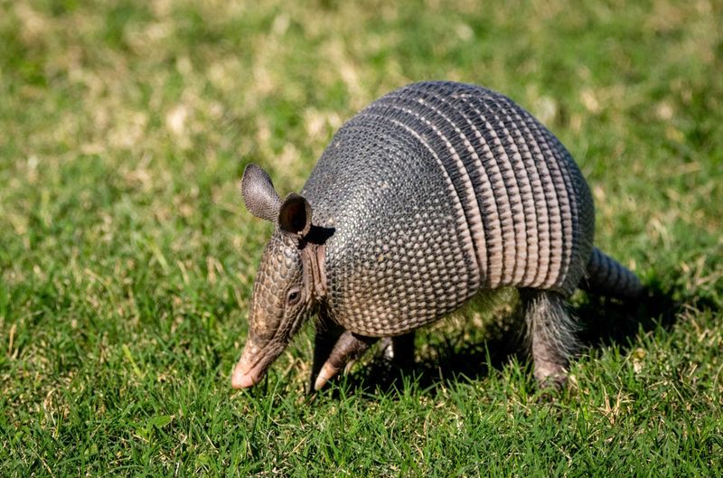 Nine-banded Armadillo - The Unexpected Fortune-Bringer
