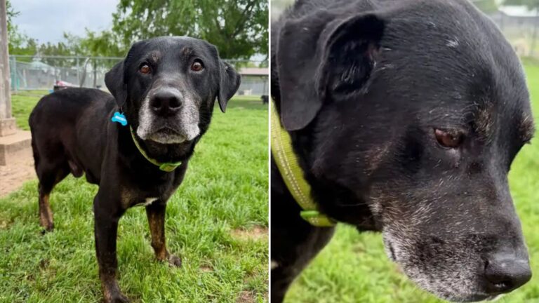 Montgomery Rescuers Save Senior Dog From Park And Recognize Him Right Away