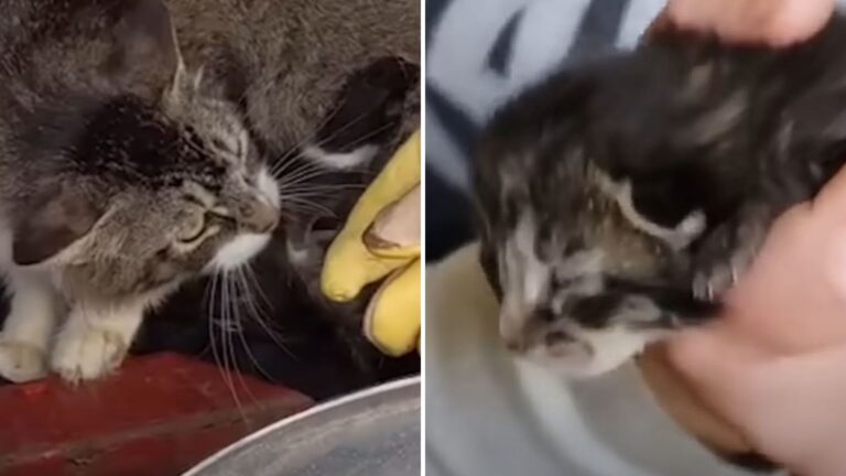mama cat and orphaned kitten
