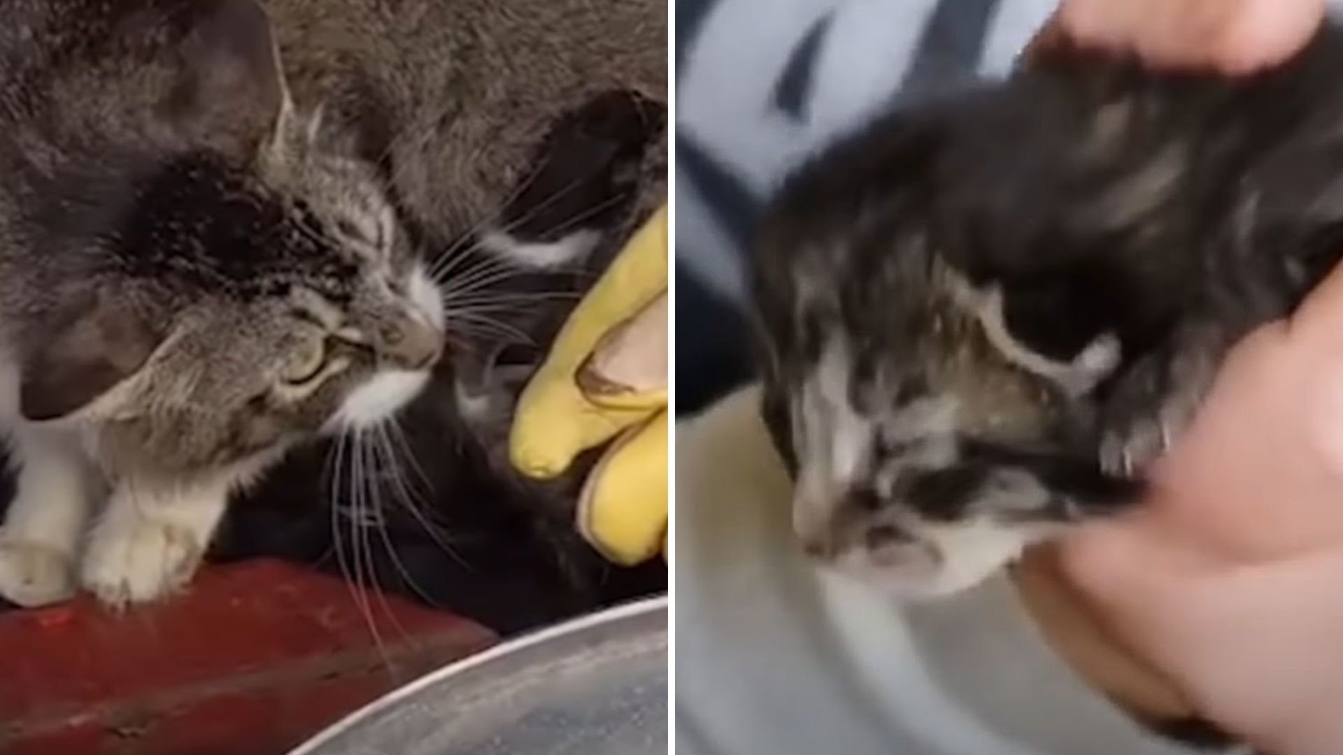 mama cat and orphaned kitten