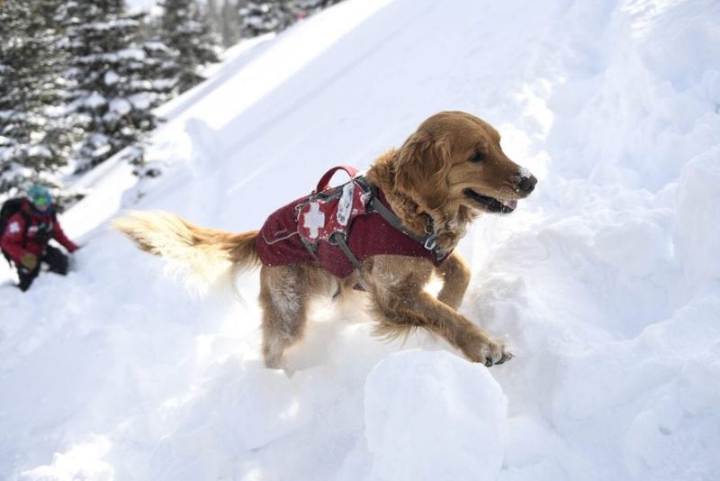 Snow-Loving Furballs