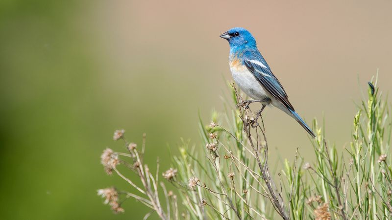 Lazuli Bunting