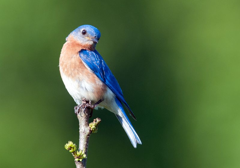 Eastern Bluebird