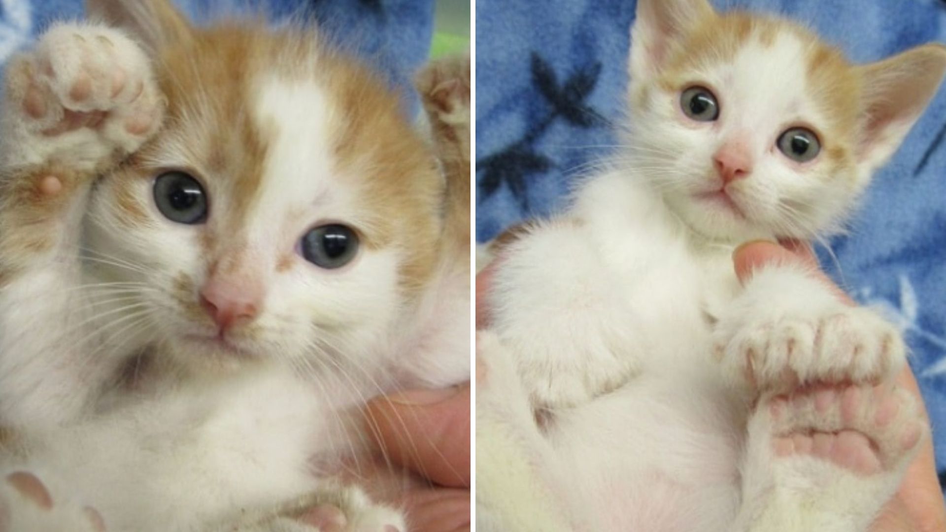 rescued kitten