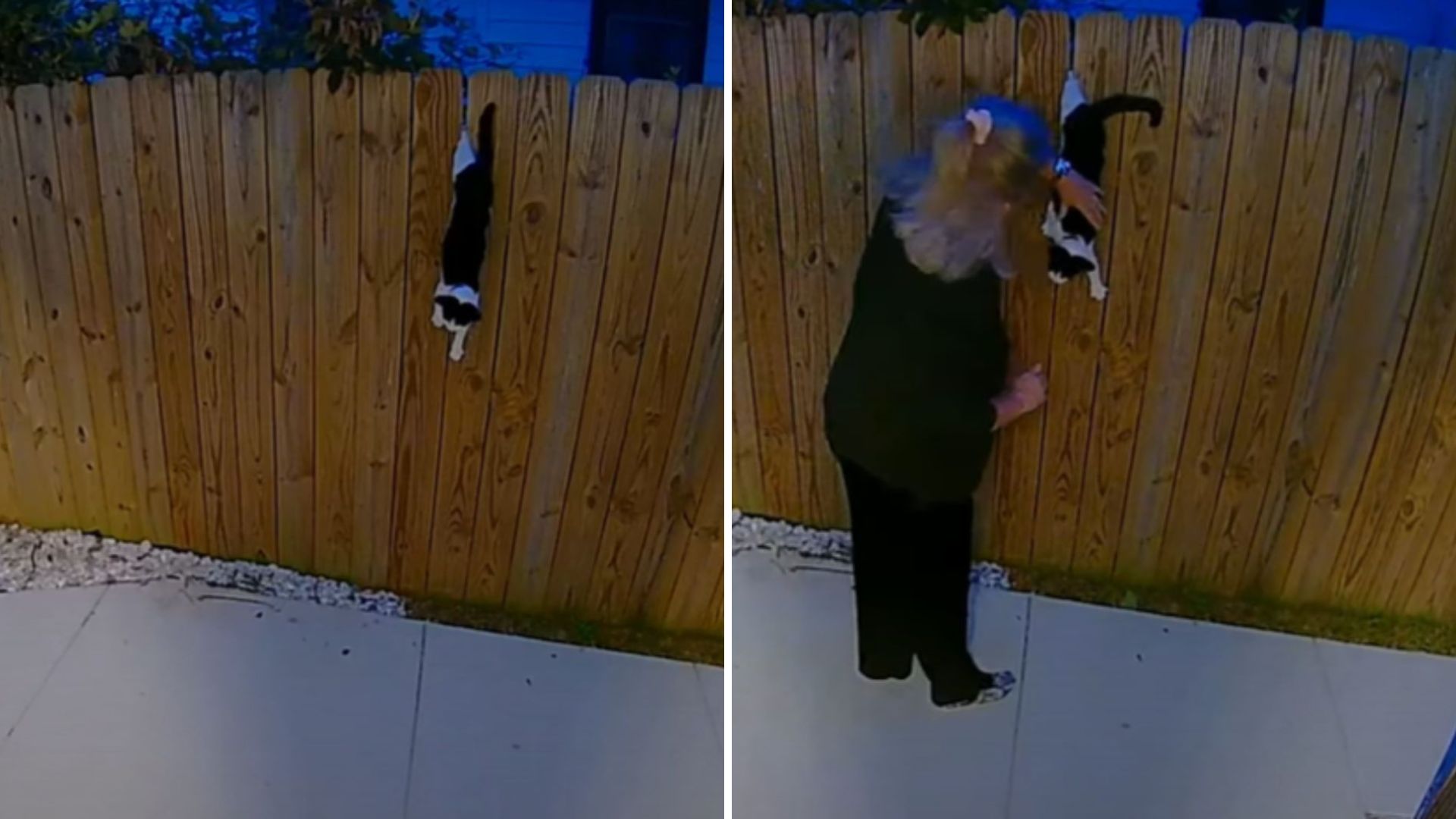 NJ Woman Wakes Up To Odd Screams In Her Backyard And Finds A Helpless Soul Hanging From A Fence