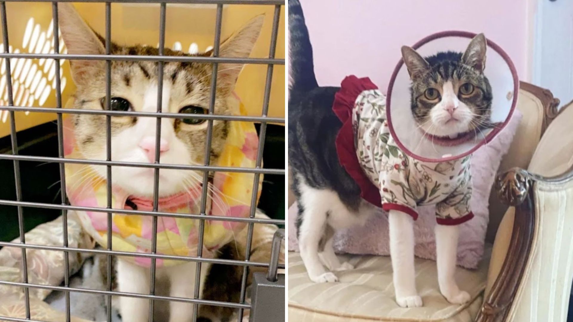 cat with EDS