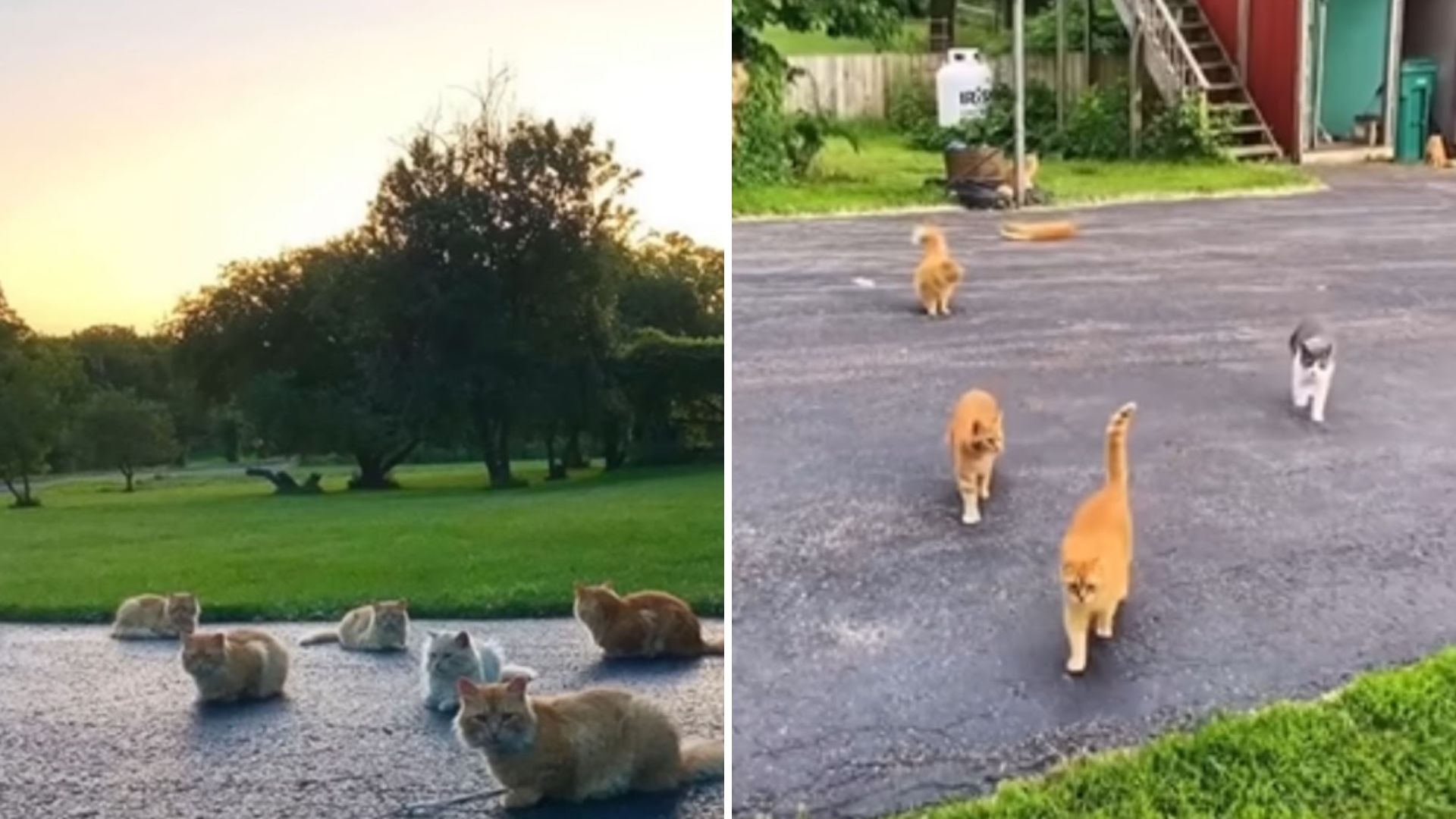 cat in the yard