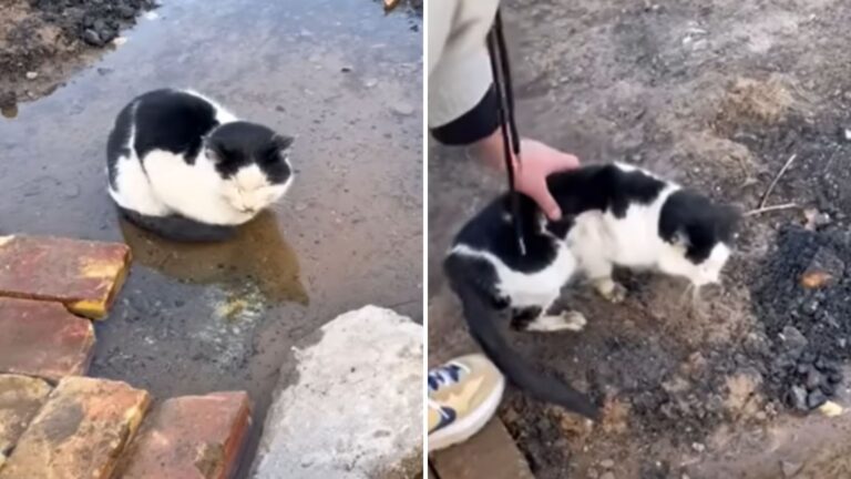 NY Couple’s Hearts Shatter As They Find A Cat Spending His Final Moments In A Puddle