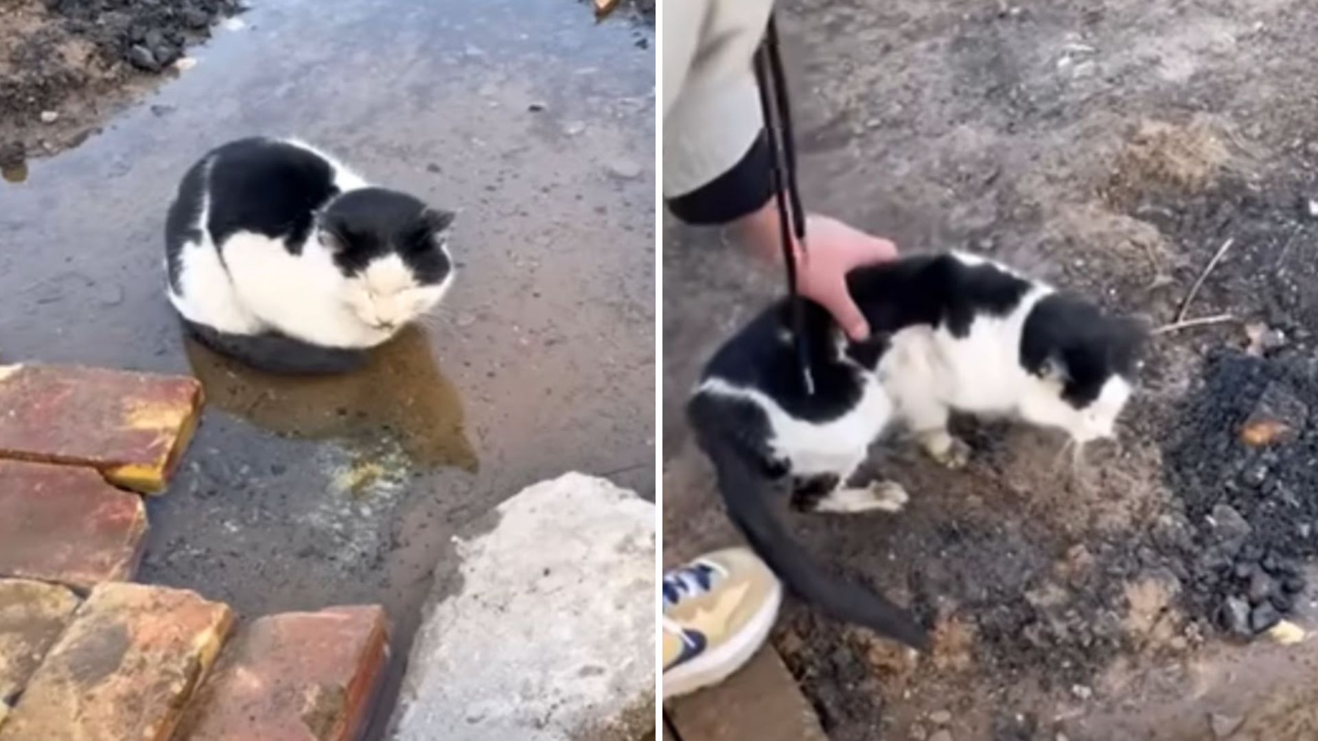 NY Couple’s Hearts Shatter As They Find A Cat Spending His Final Moments In A Puddle