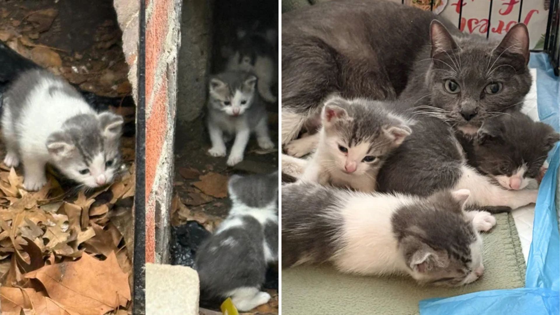 furry family hiding in a hole