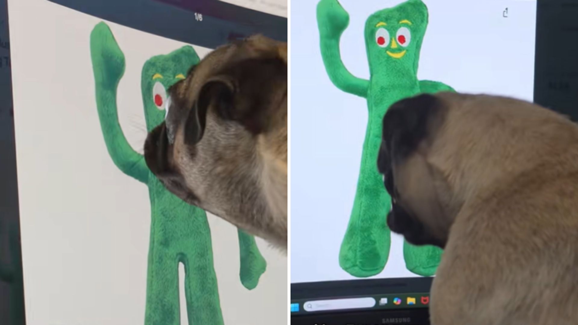 pug cries after she sees his favorite toy
