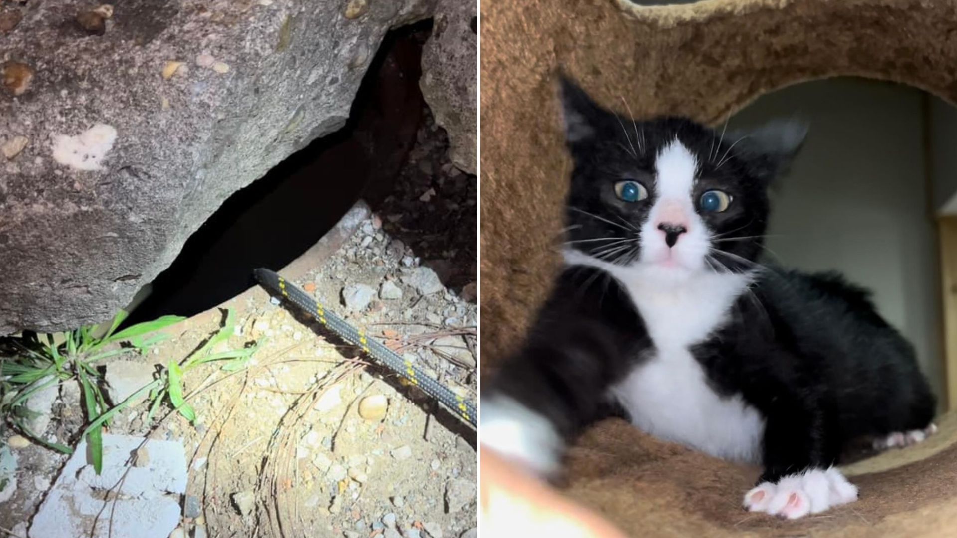 kitten in a storm drain