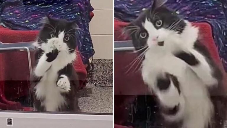 shelter cat dancing