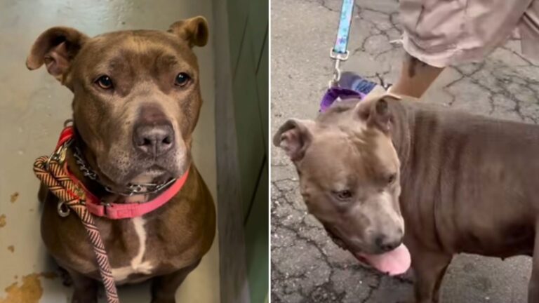 shelter dog