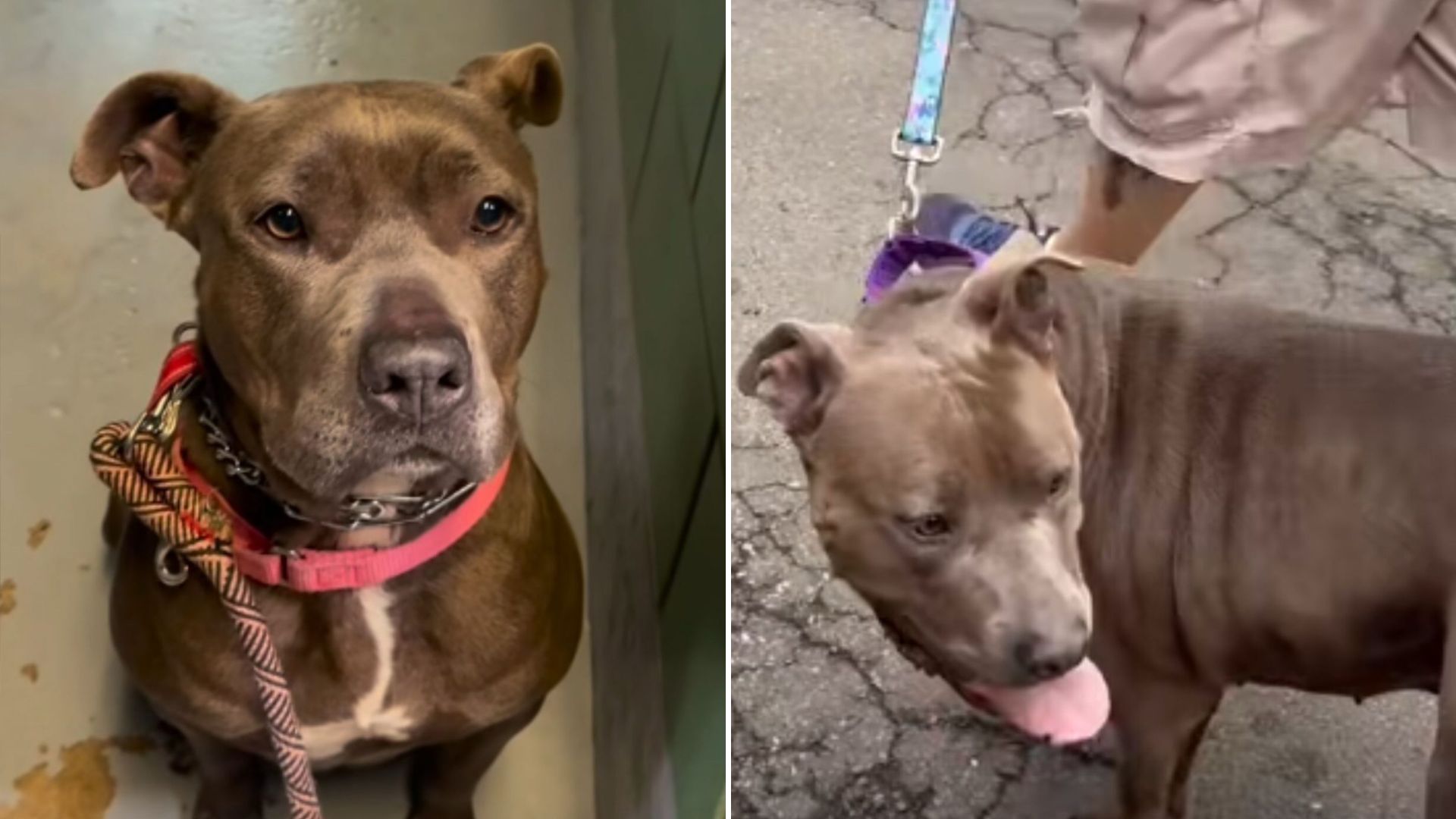 shelter dog