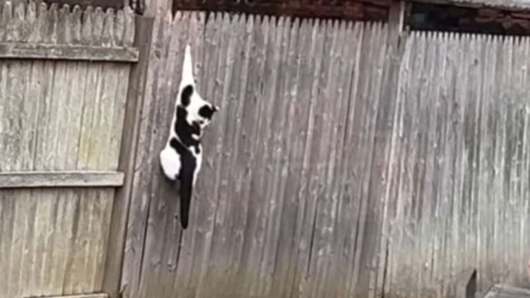 cat is hanging from the fence