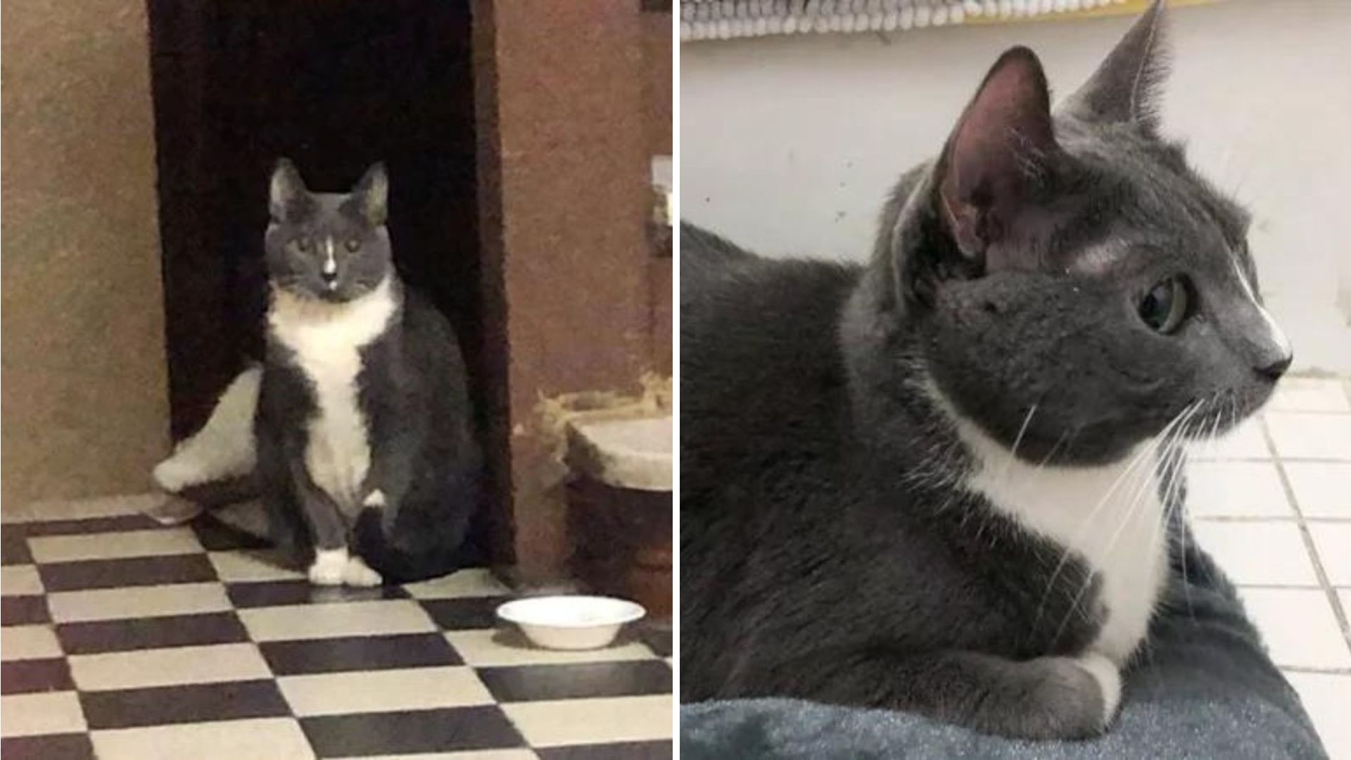 cat abandoned in a building
