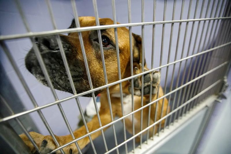 How Rising Rent And Living Costs Are Affecting Pet Ownership