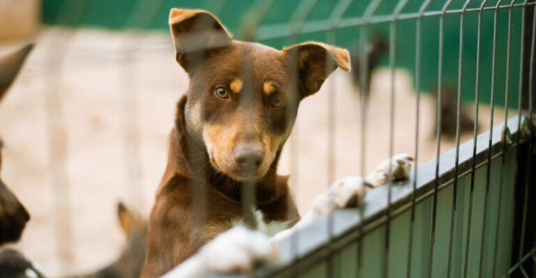 NYC Has Become So Unaffordable That Residents Are Being Forced To Give Up Their Pets