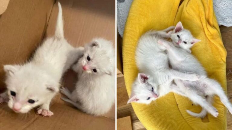 two crying kittens